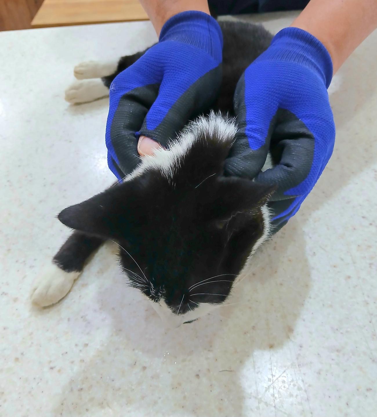 보호중 믹스묘의 가…